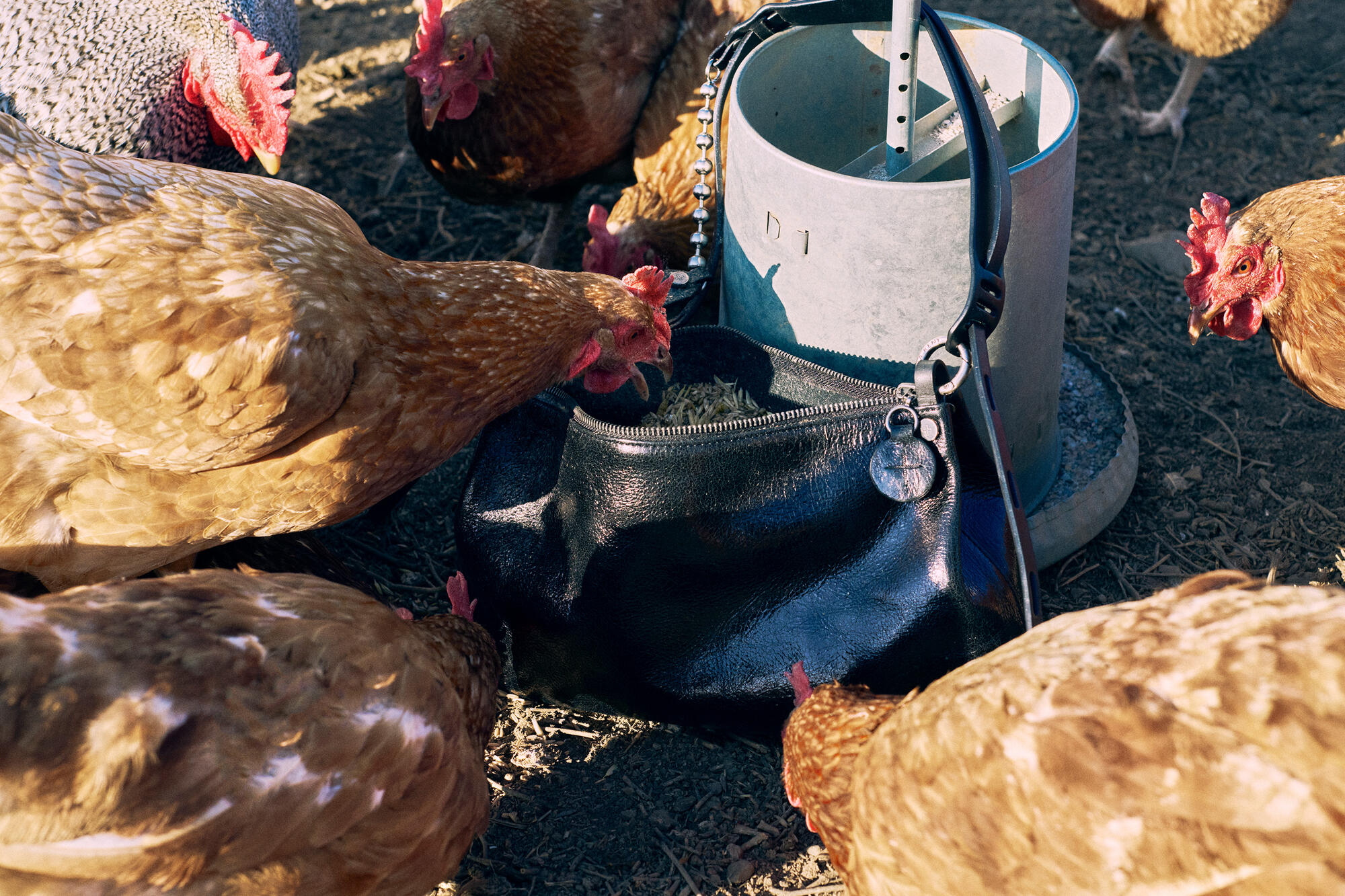 Mehrere Hühner picken auf dem Boden um eine glänzend schwarze Handtasche von INA KENT herum, die neben einem Hühnerfutterautomaten aus Metall steht.