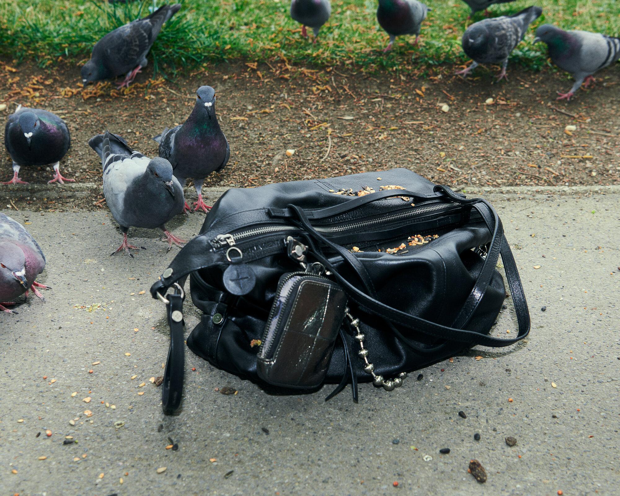 Eine schwarze Handtasche von INA KENT mit einem kleinen Beutel liegt auf dem Boden, umgeben von Tauben, die an verstreuten Samen in der Nähe einer Wiese picken.