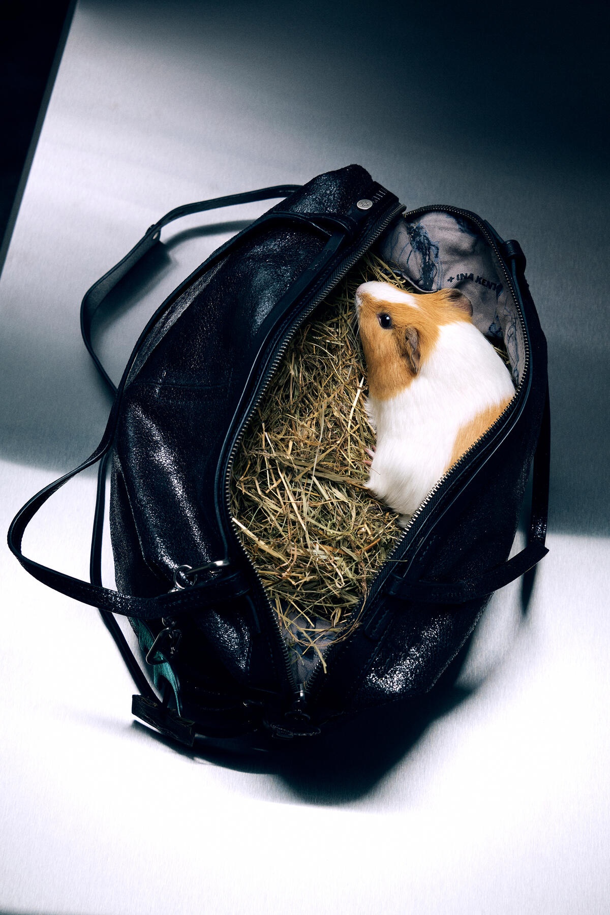 An INA KENT black shoulder bag unzipped to reveal a guinea pig sitting on a bed of hay inside.
