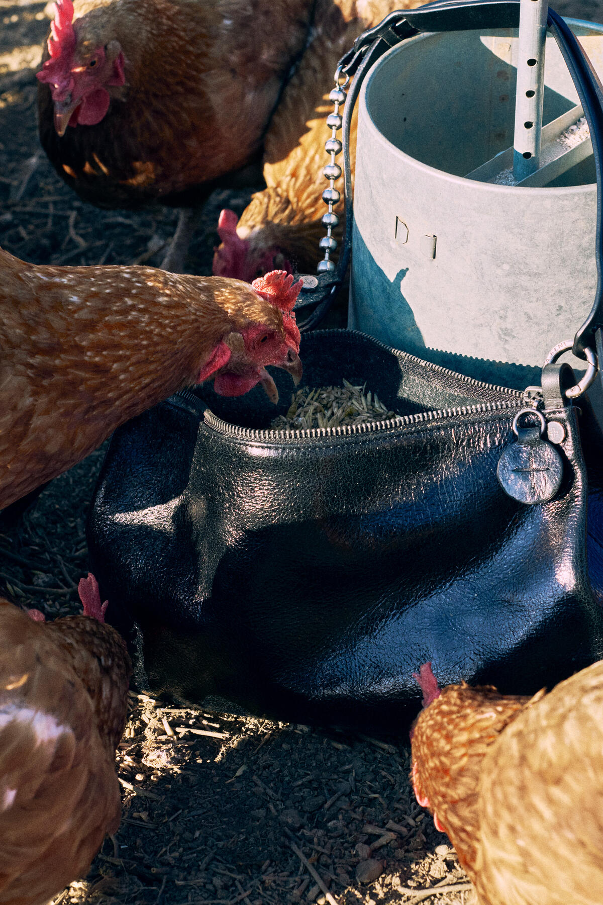 Several brown chickens peck at or near a black INA KENT leather handbag placed on the ground beside a metal feeder.